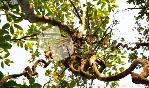 Image of Giant Tree in the rain forest.