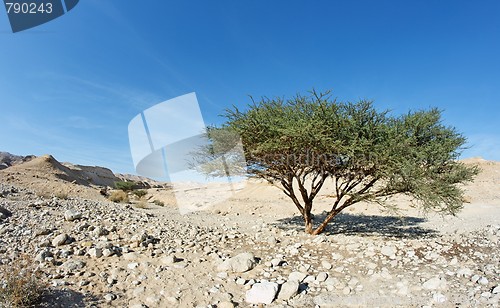 Image of Acacia tree in the desert near Dead Sea, Israel