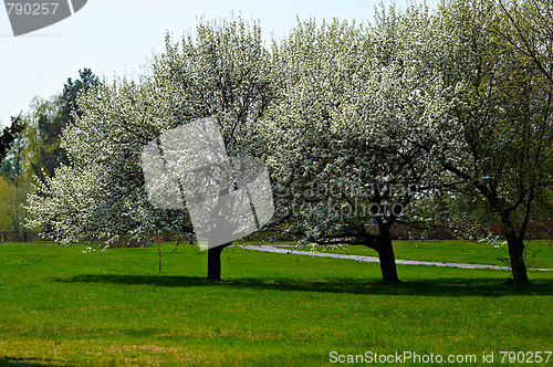 Image of Apple-tree