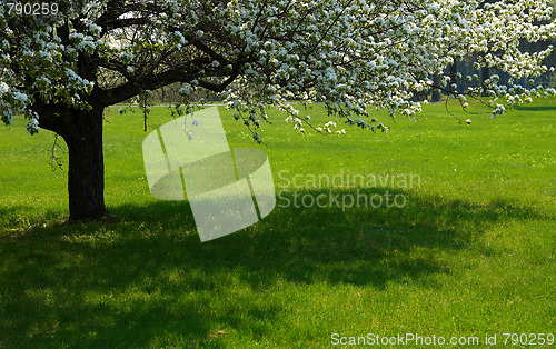 Image of Apple-tree