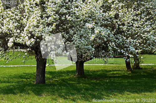 Image of Apple-tree