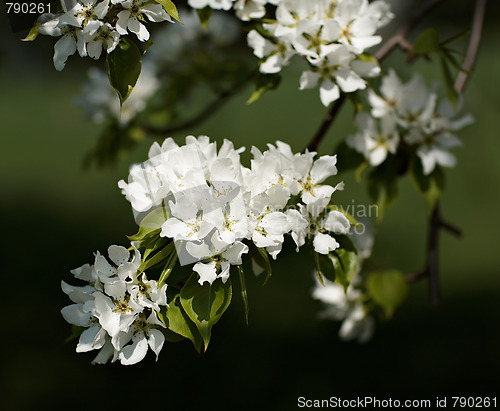 Image of Apple-tree flowers