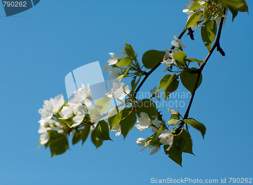 Image of Apple-tree flowers