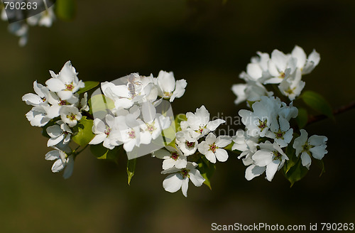 Image of Apple-tree flowers