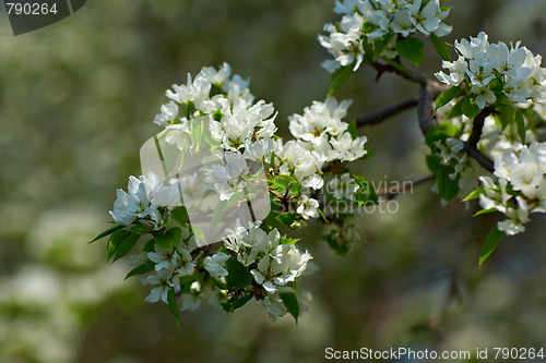 Image of Apple-tree flowers