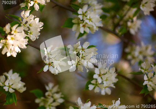 Image of Apple-tree flowers