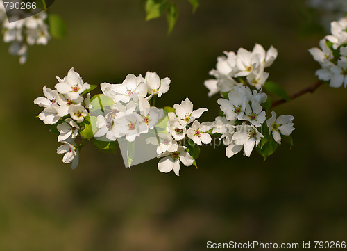 Image of Apple-tree flowers