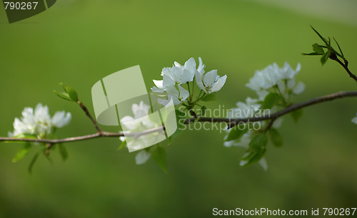 Image of Apple-tree flowers