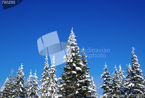 Image of Winter fir wood