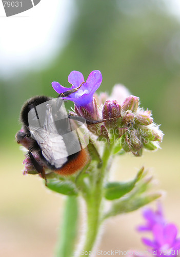 Image of Insect on flower 3