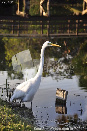 Image of heron looking for fish