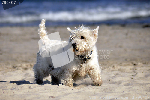 Image of Dog at the beach