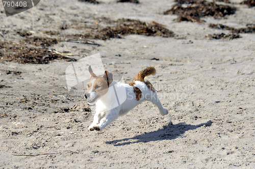 Image of Dog at the beach