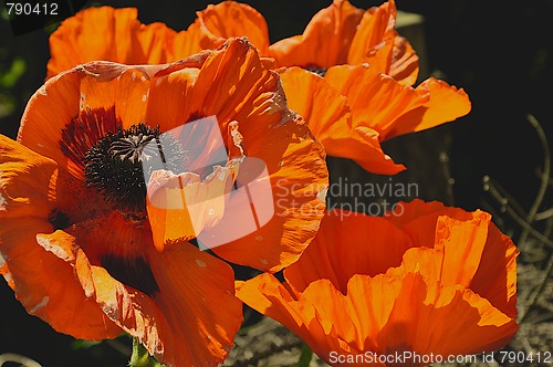 Image of Poppyflower