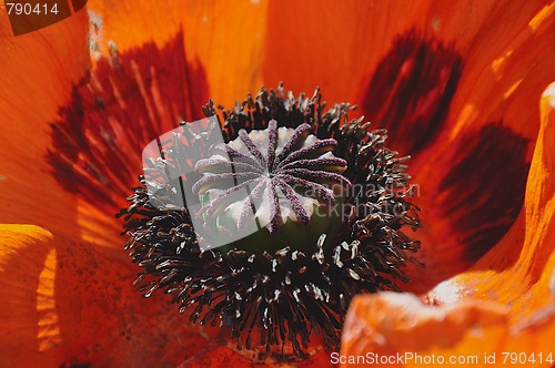 Image of poppy