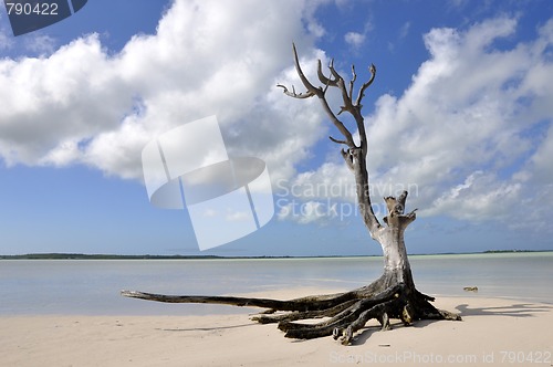 Image of lonely tree