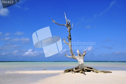 Image of lonely tree