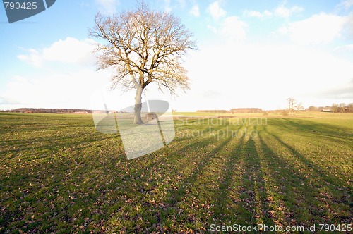 Image of tree on a field