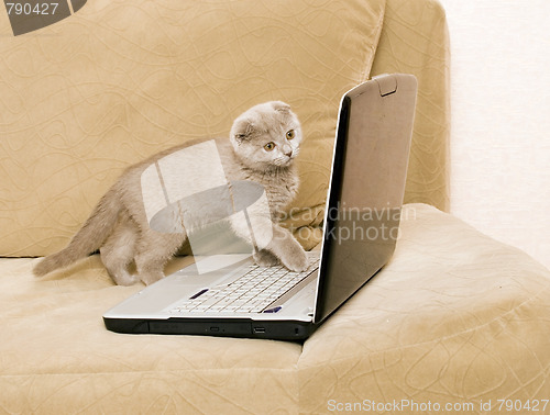 Image of cat and laptop