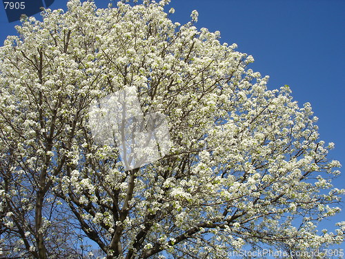 Image of Trees Bloom