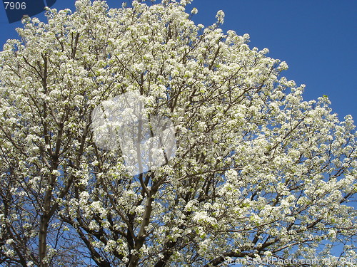 Image of Blooming In Spring