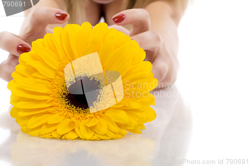 Image of flower and woman hands