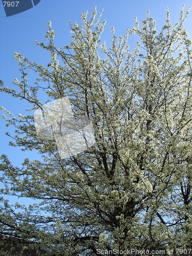 Image of Trees In Spring