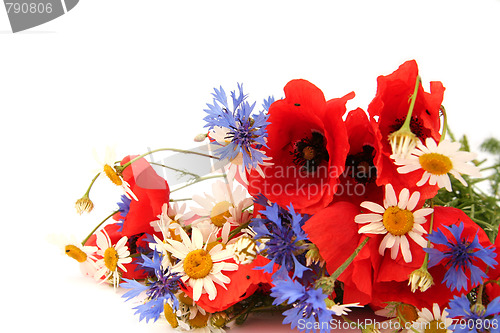 Image of Wild summer flowers