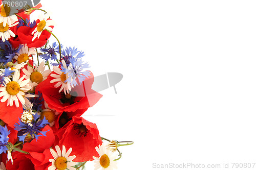 Image of Wild summer flowers