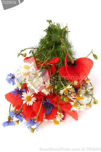 Image of Wild summer flowers