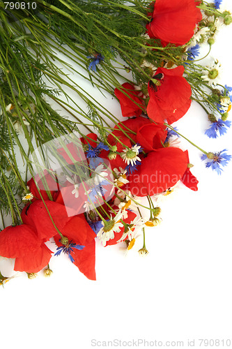 Image of Wild summer flowers