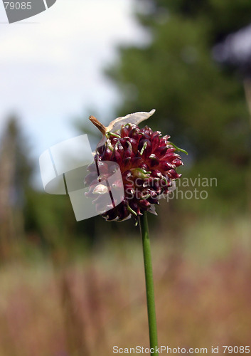 Image of Flower 5