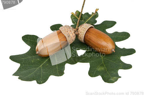 Image of acorn