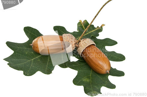 Image of acorn