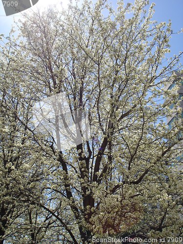 Image of White Flower Trees