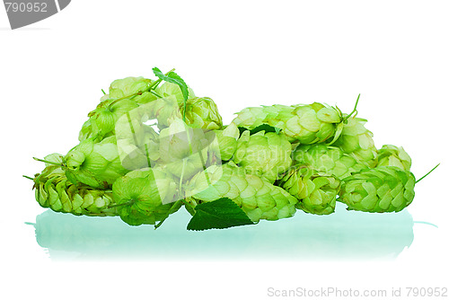 Image of golden hops on white