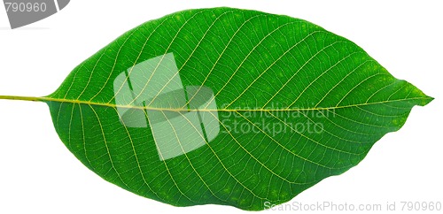 Image of leaf of walnut