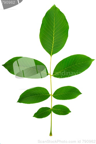 Image of leaf of walnut