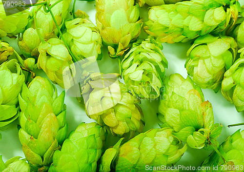 Image of golden hops on white