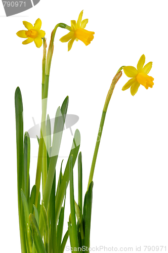 Image of Daffodils on White