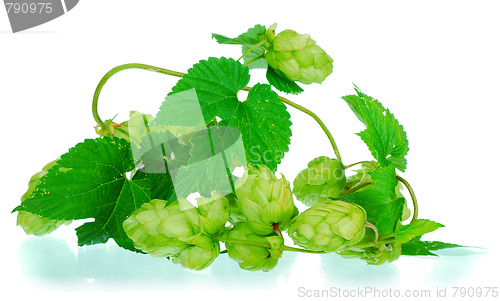 Image of golden hops on white