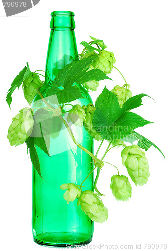 Image of golden hops on white