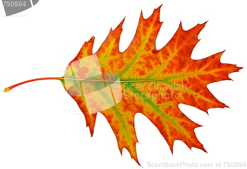 Image of autumn maple-leaf