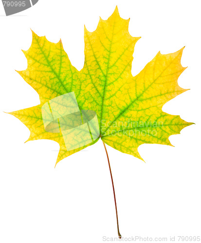 Image of autumn maple-leaf