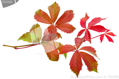 Image of autumn vine leaf