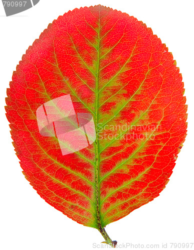 Image of autumn leaf