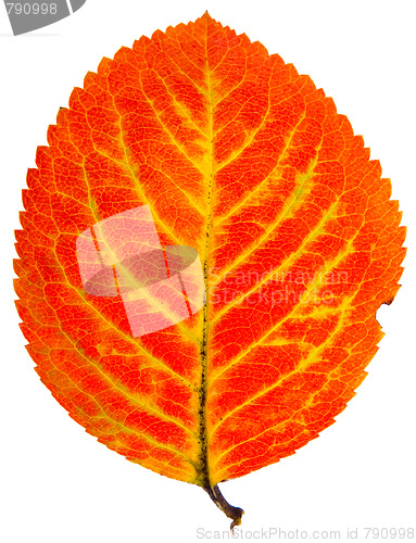 Image of autumn leaf