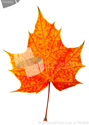 Image of autumn maple-leaf