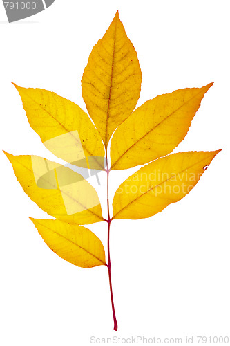 Image of autumn leaf