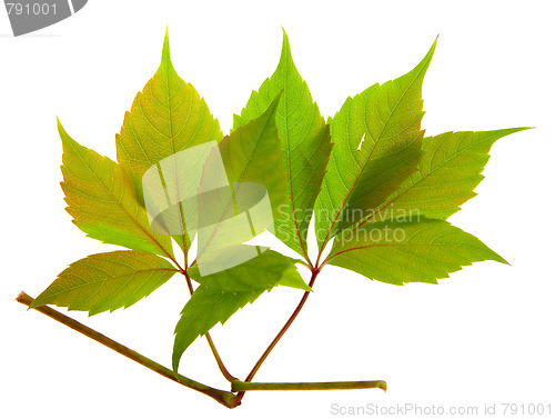 Image of autumn vine leaf